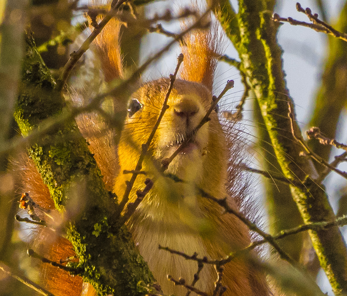 Eichhörnchen #2