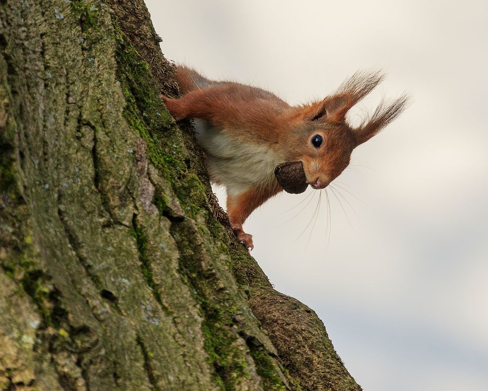 Eichhörnchen 2