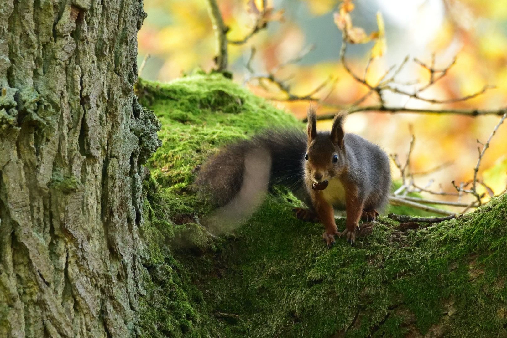 Eichhörnchen 2