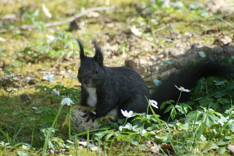 Eichhörnchen 2