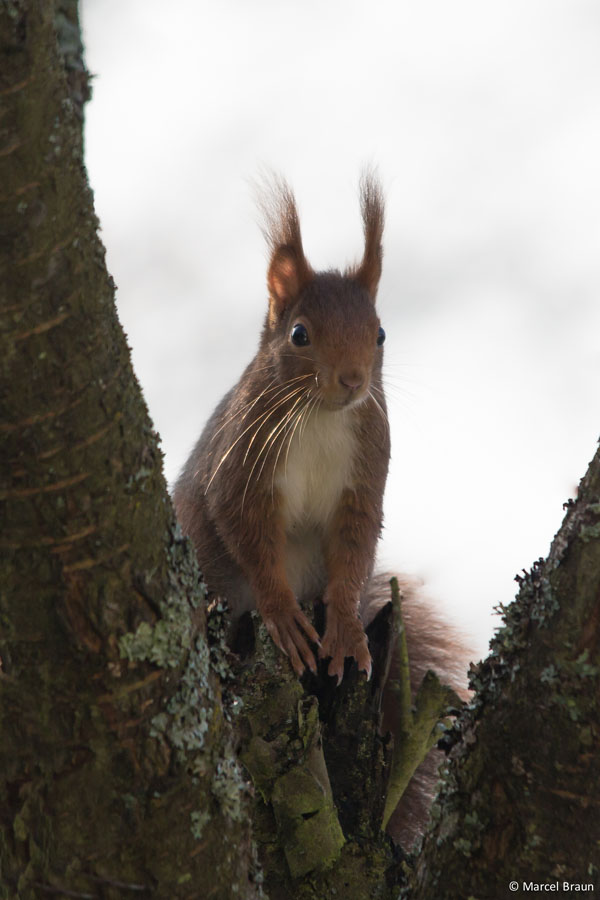 Eichhörnchen 2