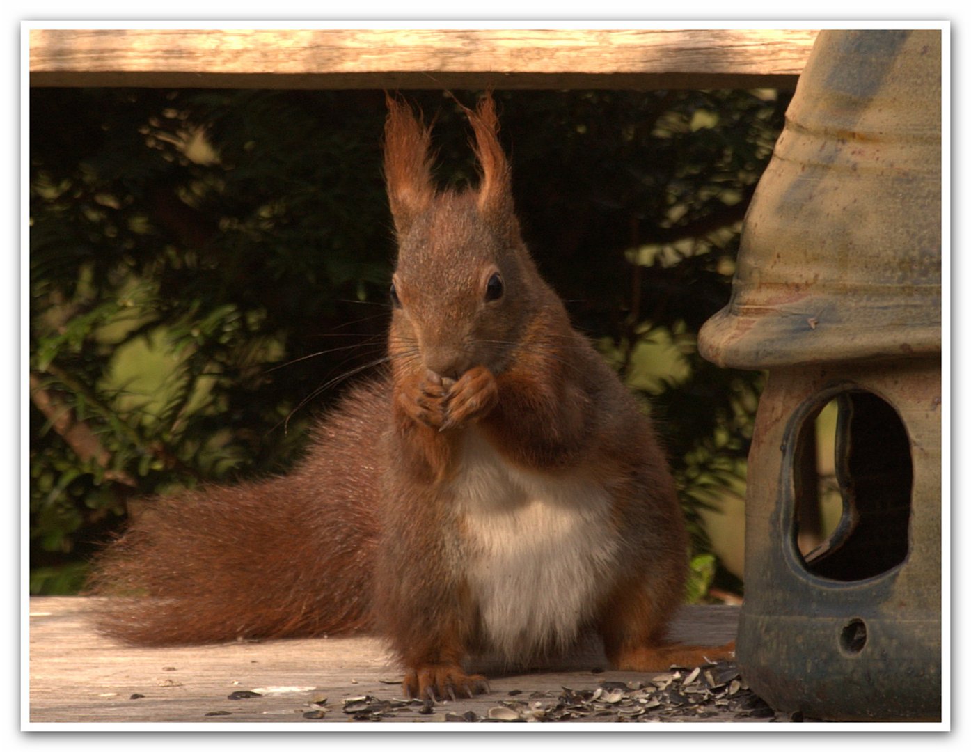 Eichhörnchen 2