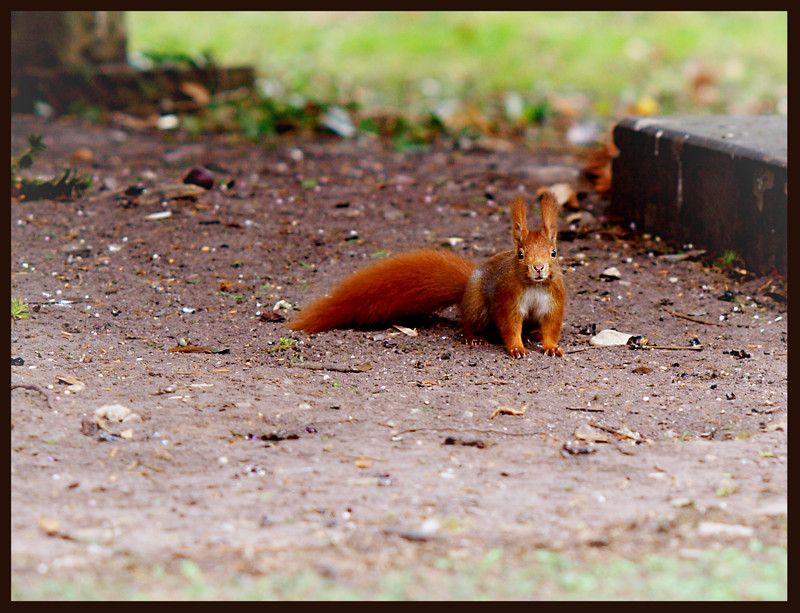 Eichhörnchen 2