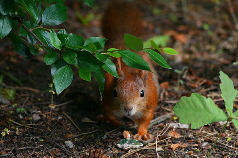 Eichhörnchen 2