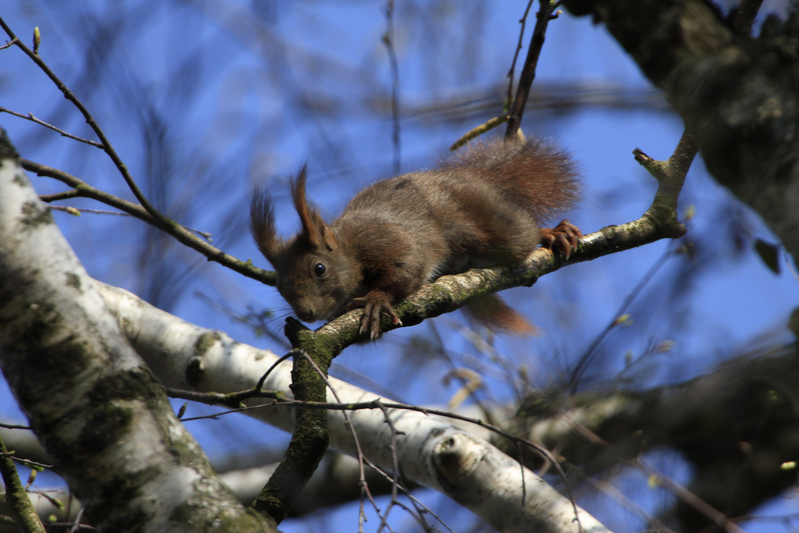 Eichhörnchen 2