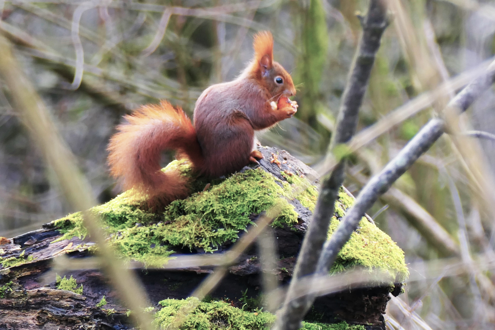 Eichhörnchen 2