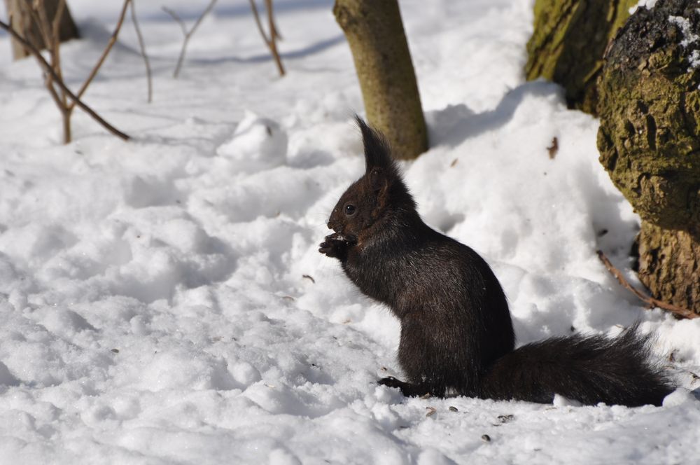 Eichhörnchen 2