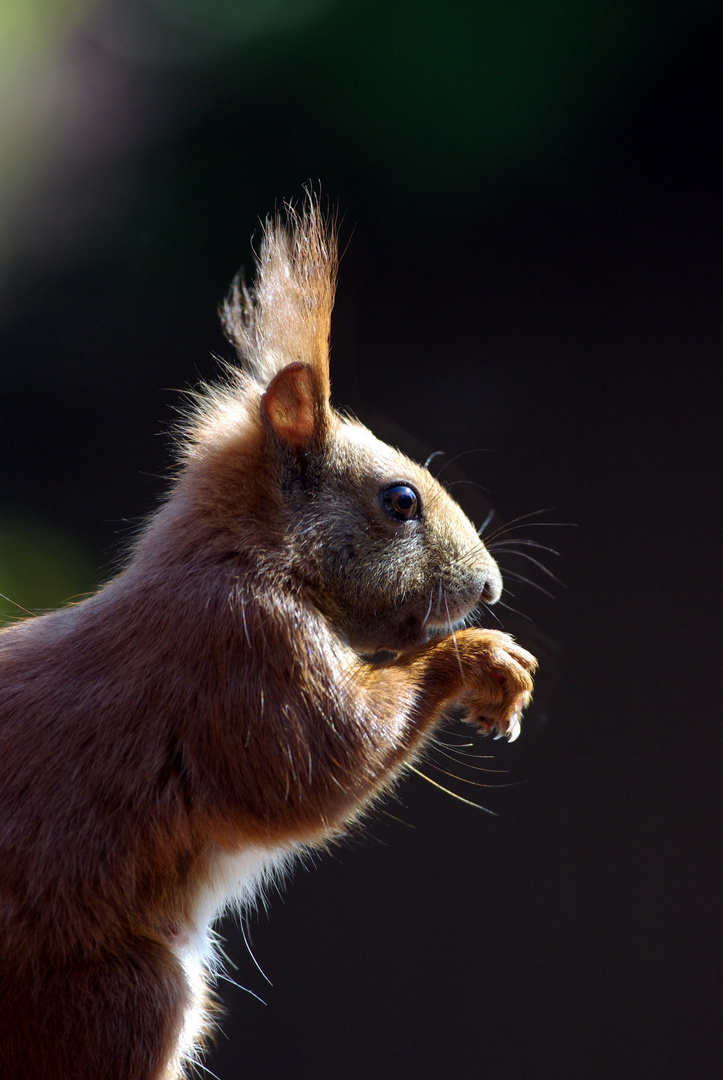 Eichhörnchen 2