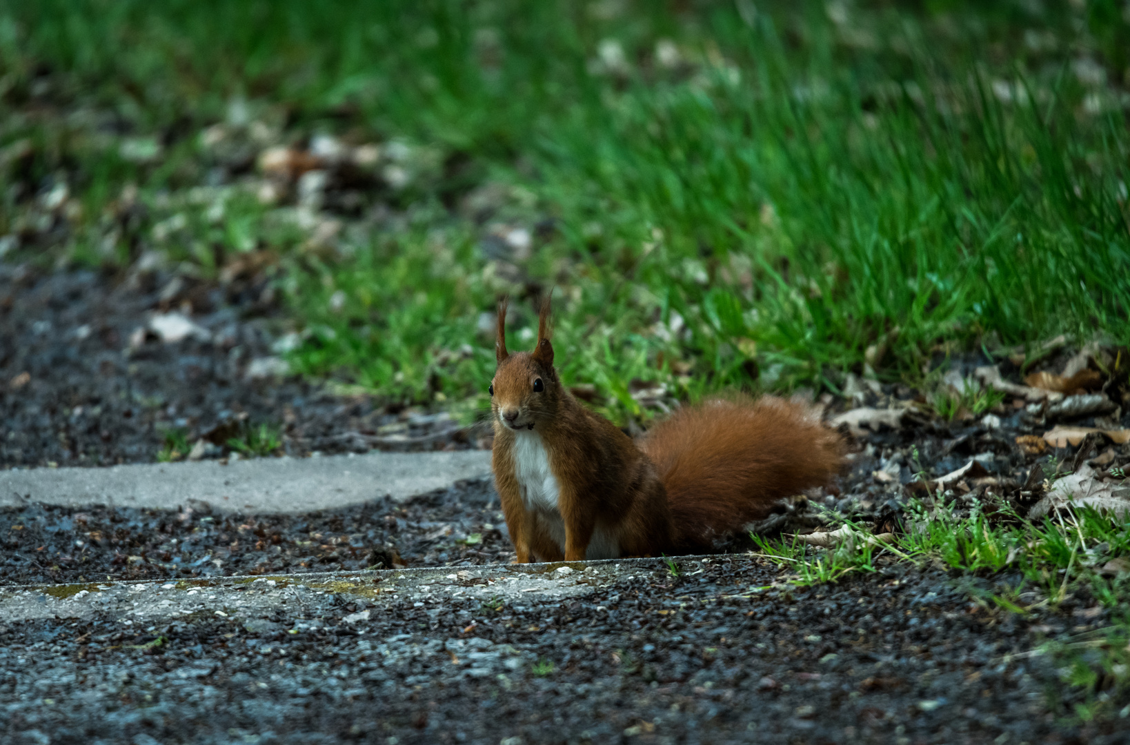 Eichhörnchen 2