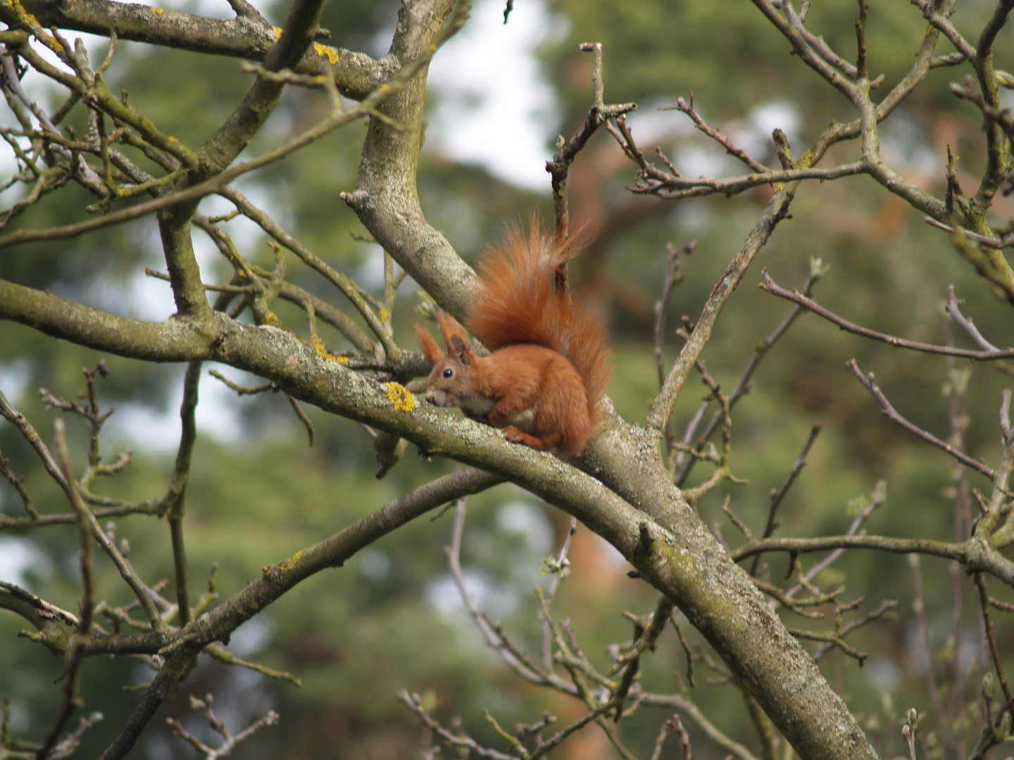 Eichhörnchen 2