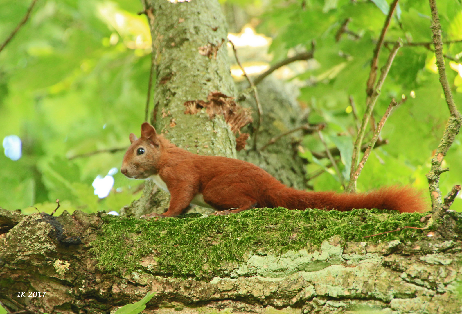 Eichhörnchen 2