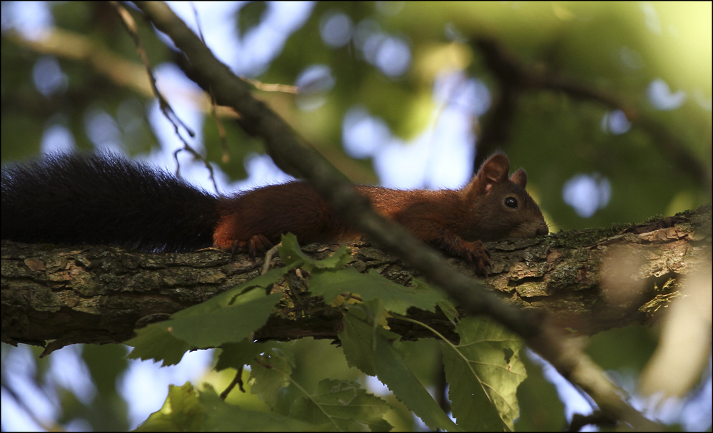 Eichhörnchen 2