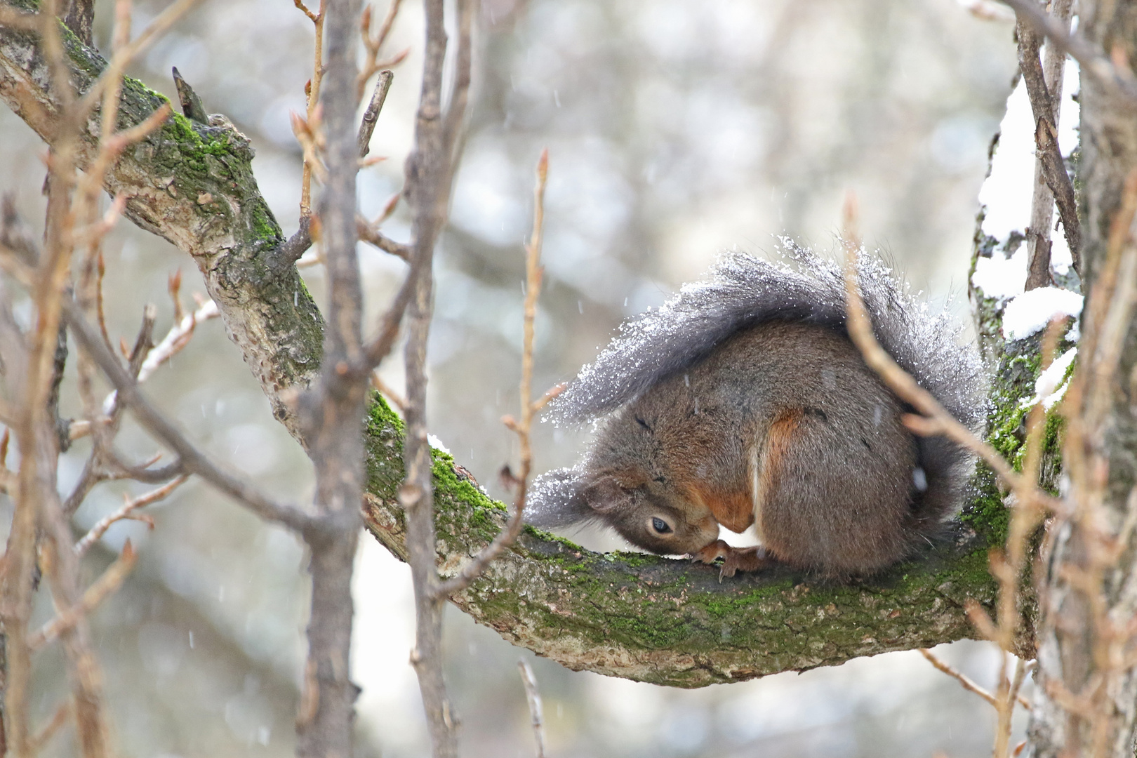 Eichhörnchen 2