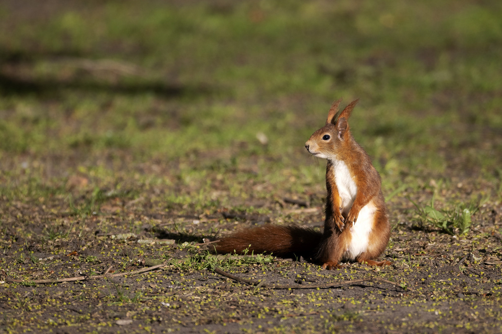 Eichhörnchen 2