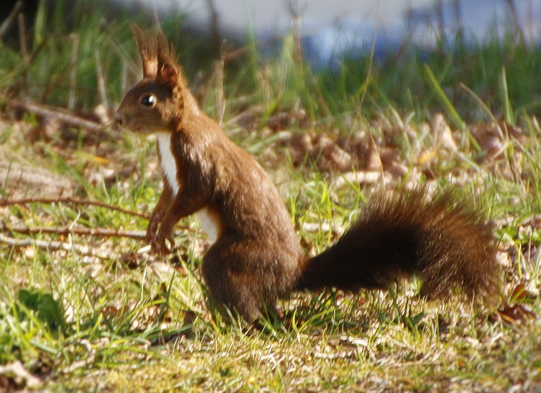 Eichhörnchen 2