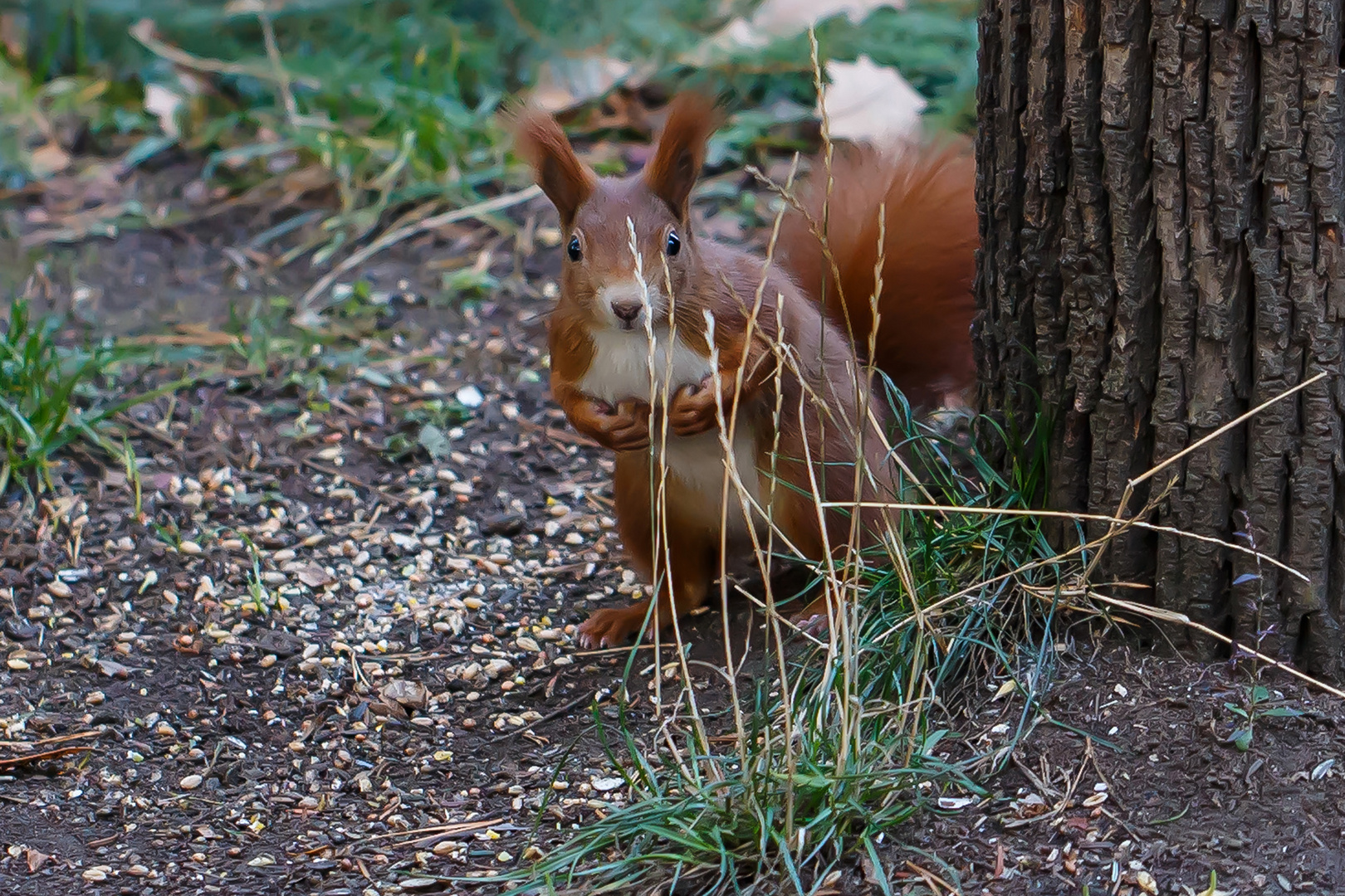 Eichhörnchen 2