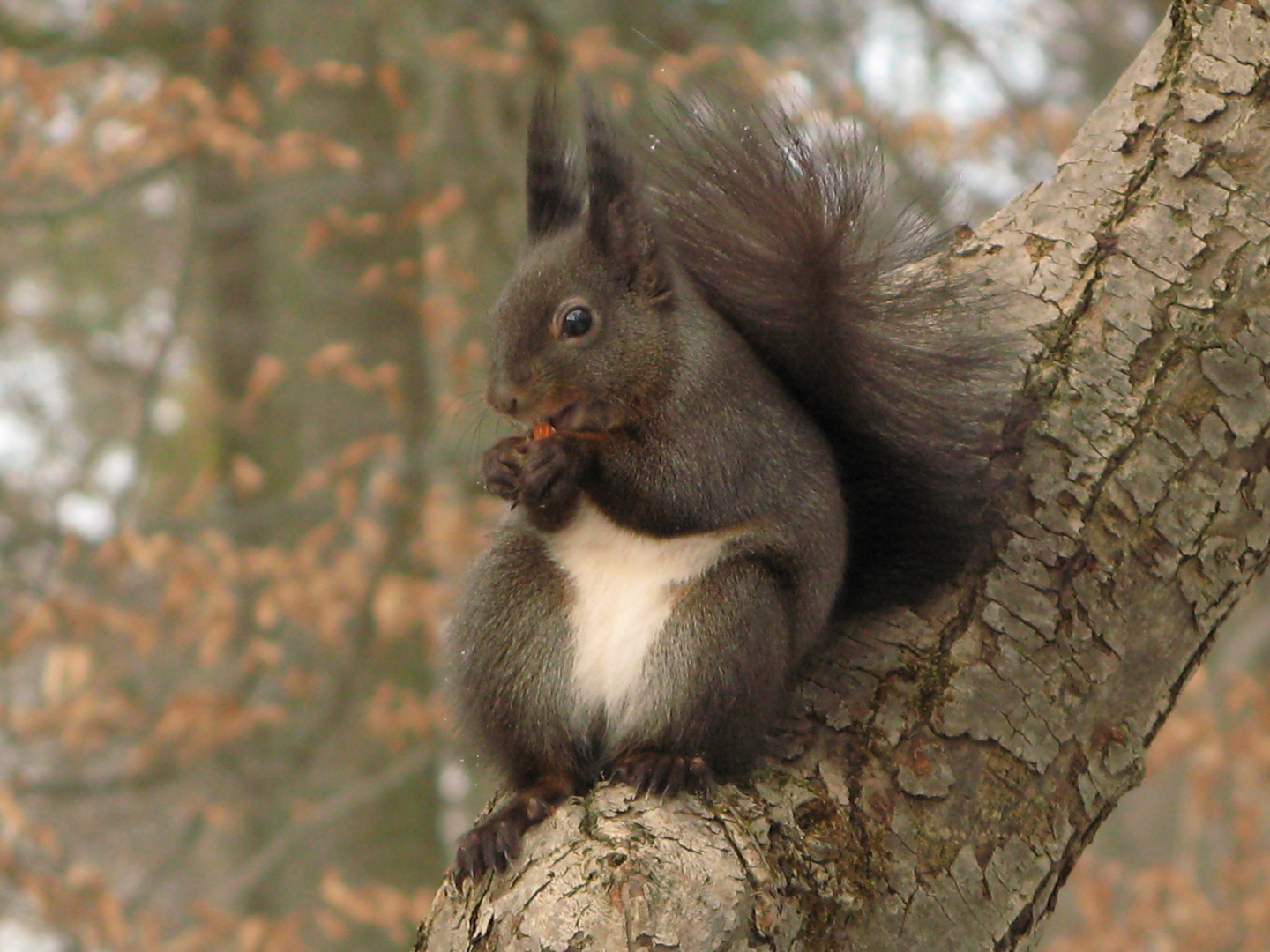 Eichhörnchen  (2)