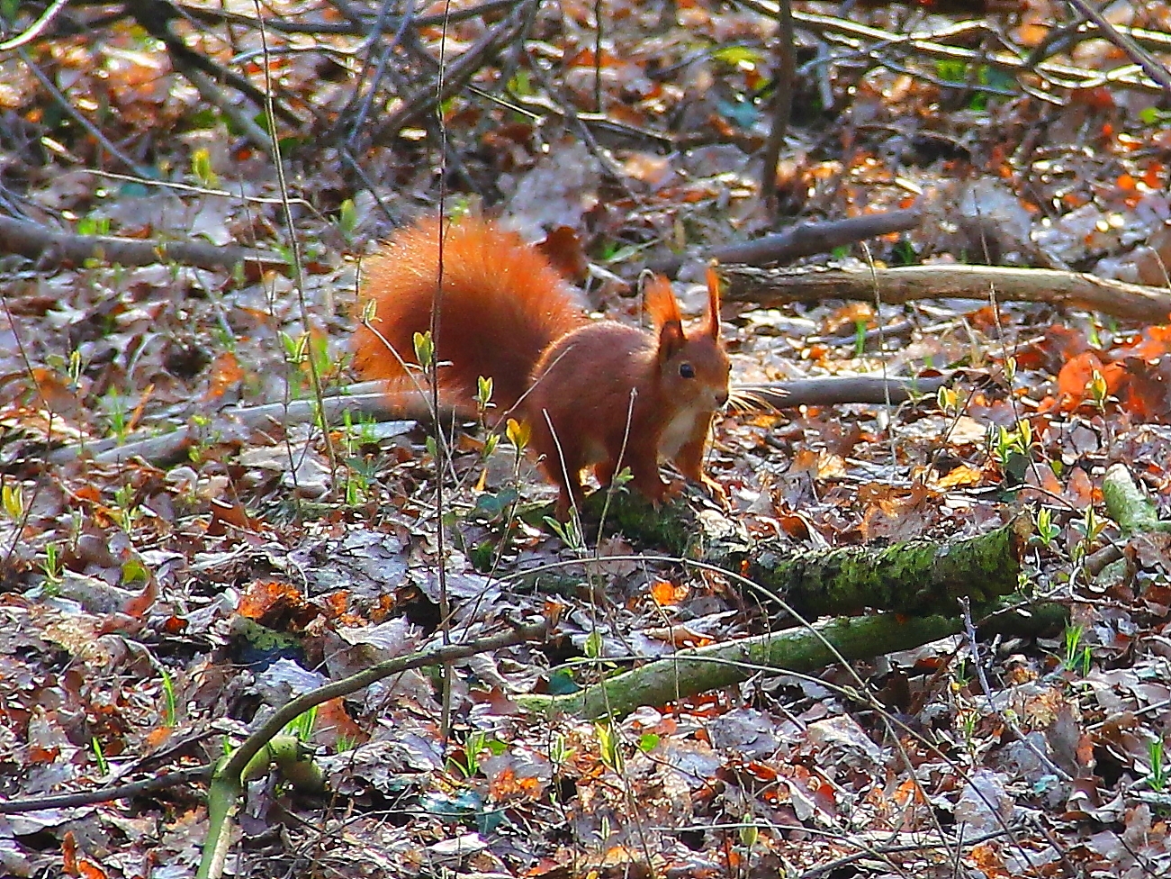 Eichhörnchen 2