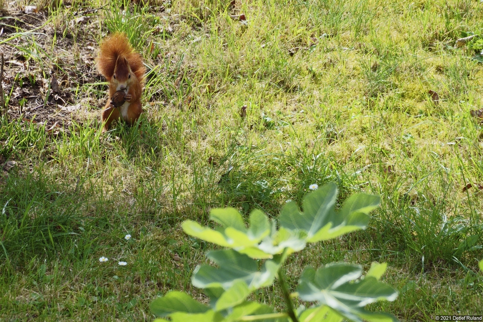 Eichhörnchen # 2