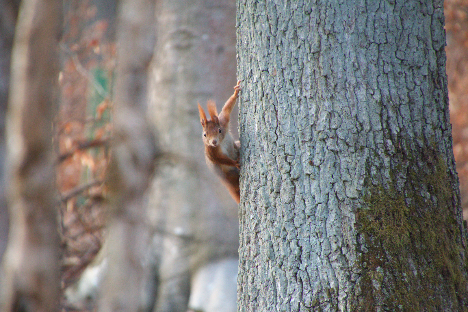 Eichhörnchen 2