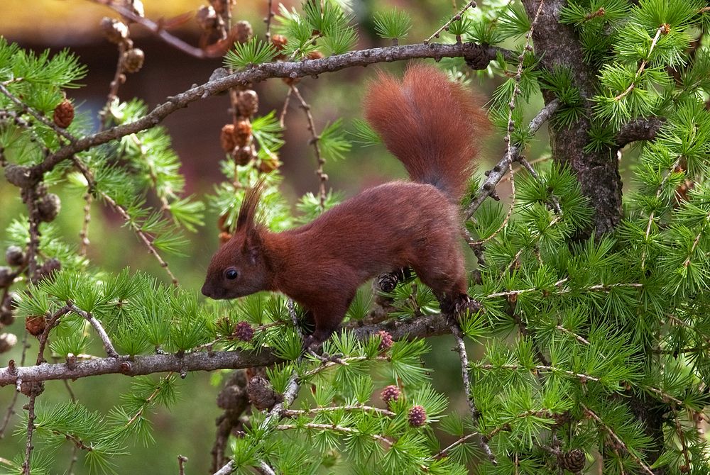 Eichhörnchen 2