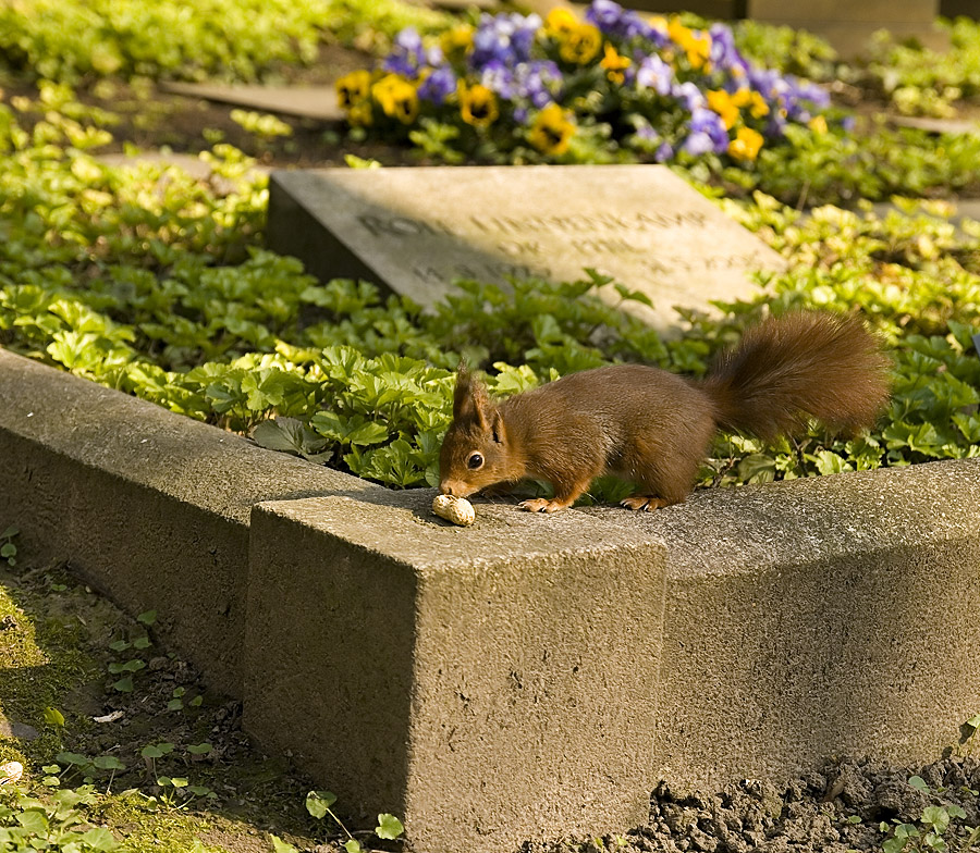 Eichhörnchen 2