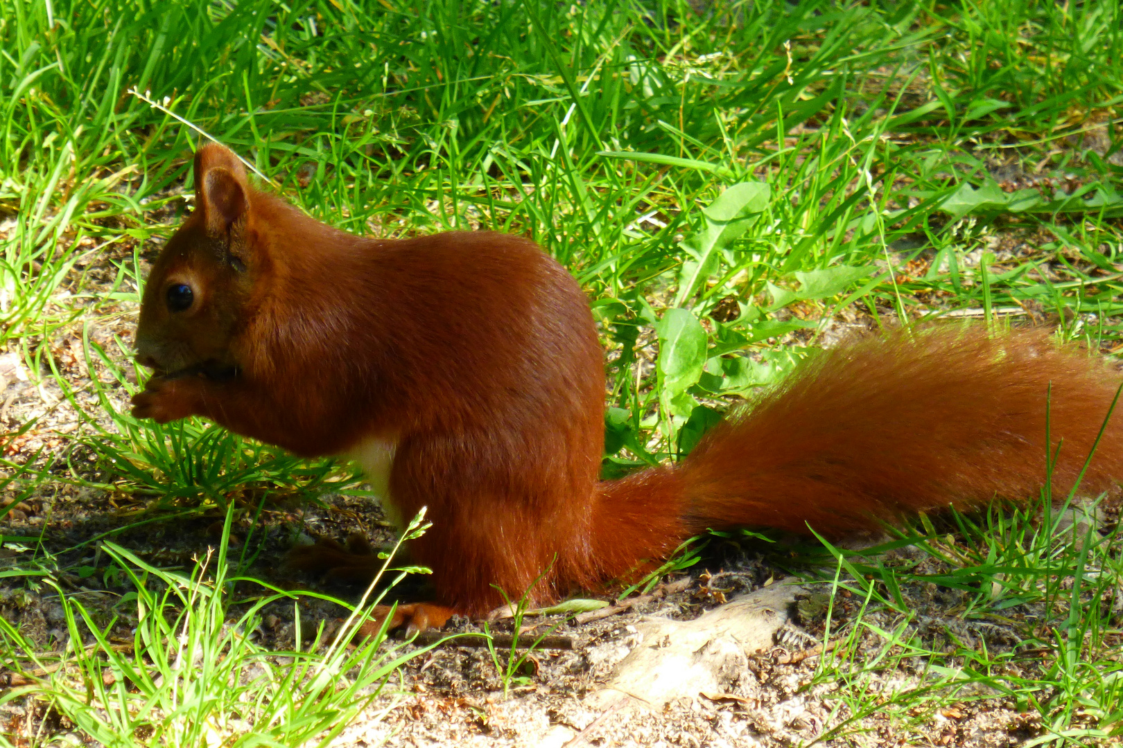 Eichhörnchen 2 - es schmeckt