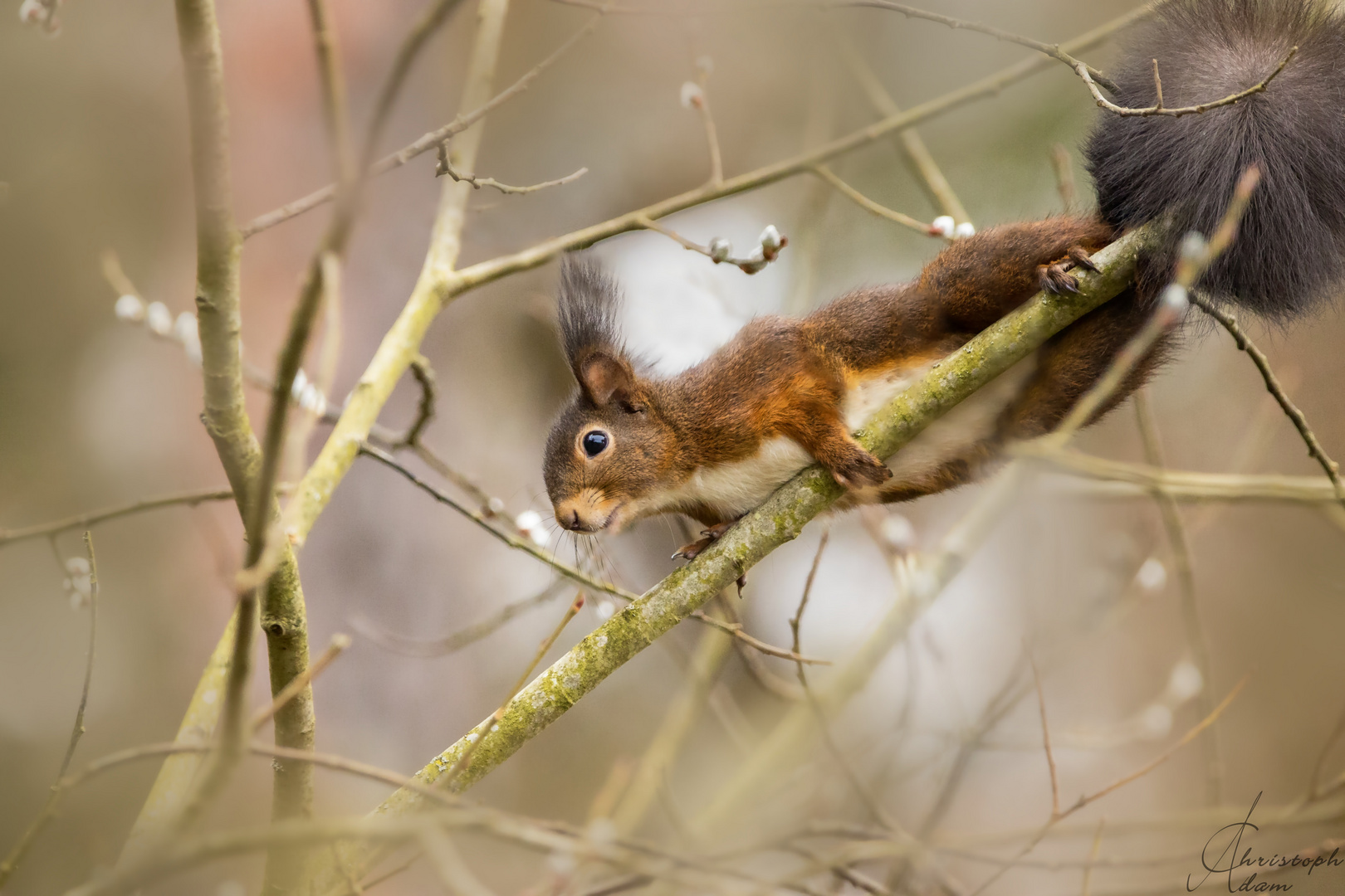 Eichhörnchen 2