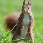 Eichhörnchen 2 / Sciurus vulgaris (ND)