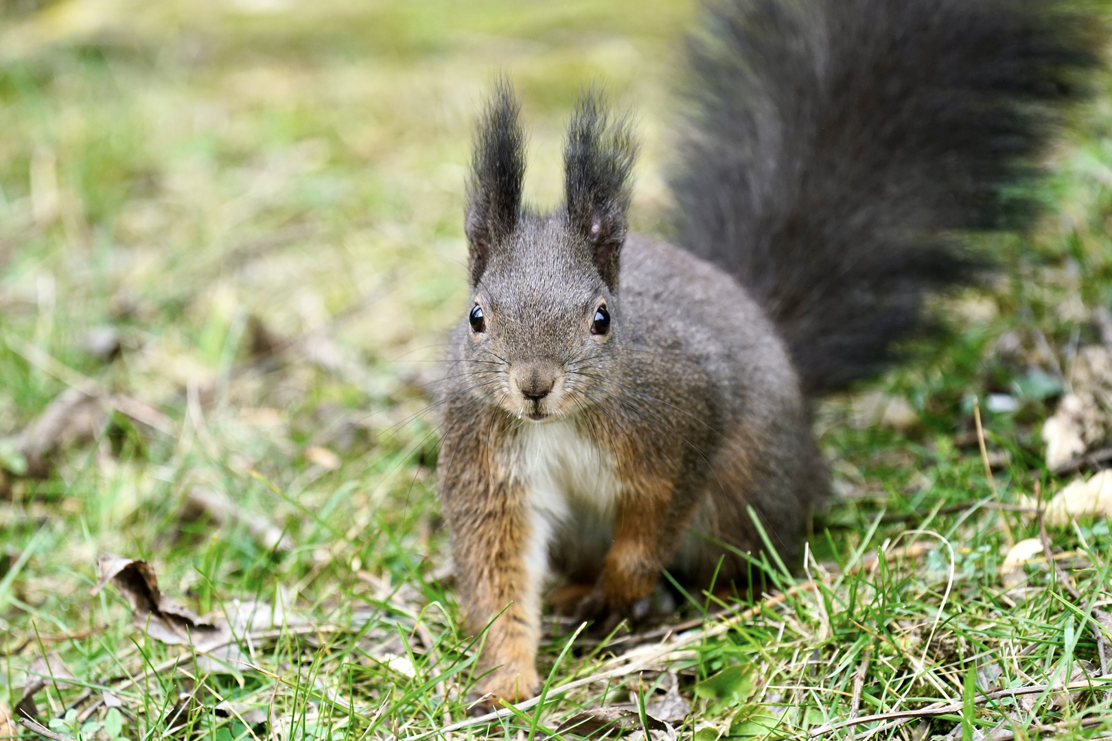 Eichhörnchen