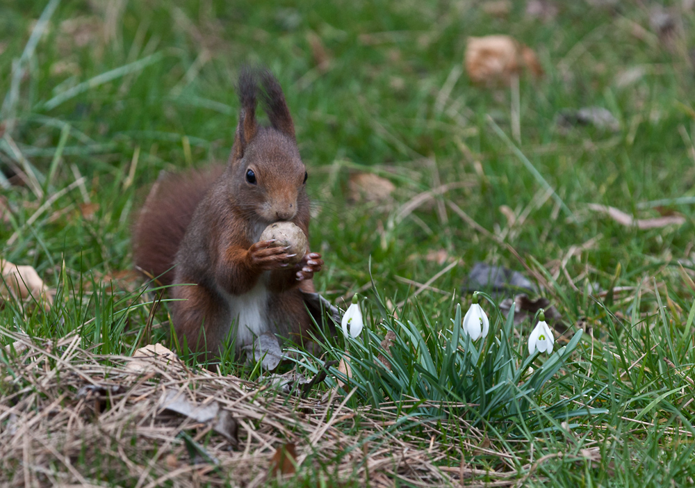 Eichhörnchen 2015#01 mit Schneeglöckchen