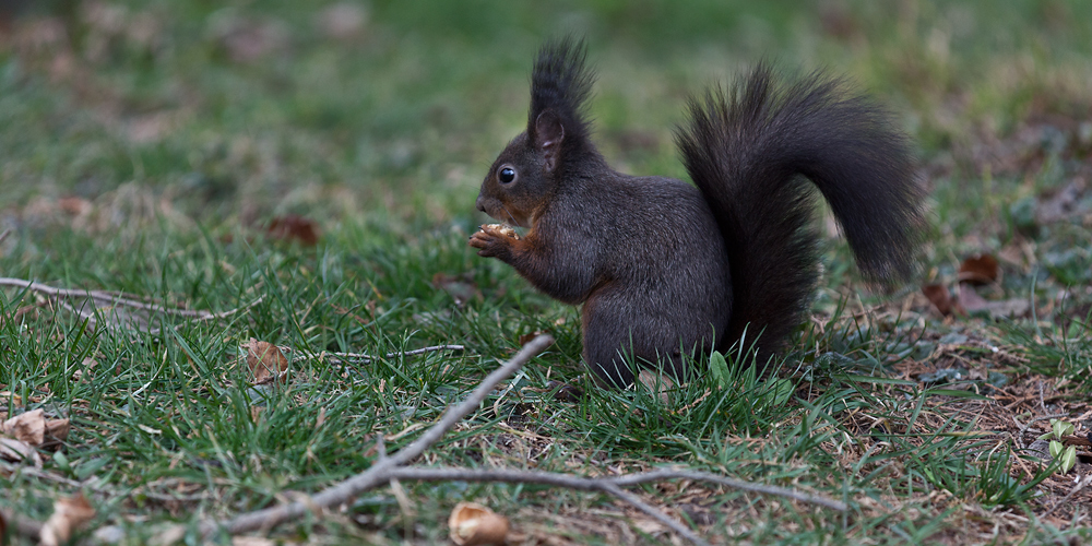 Eichhörnchen 2015#02