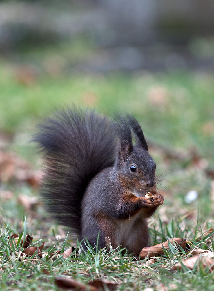 Eichhörnchen 2015#03