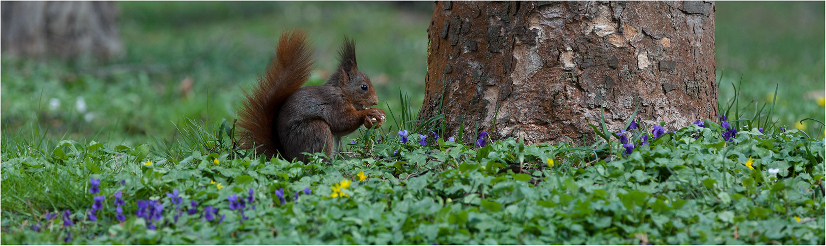 Eichhörnchen 2015#05