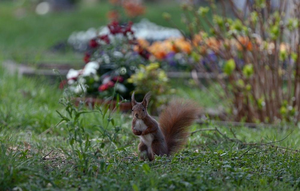 Eichhörnchen 2015#07