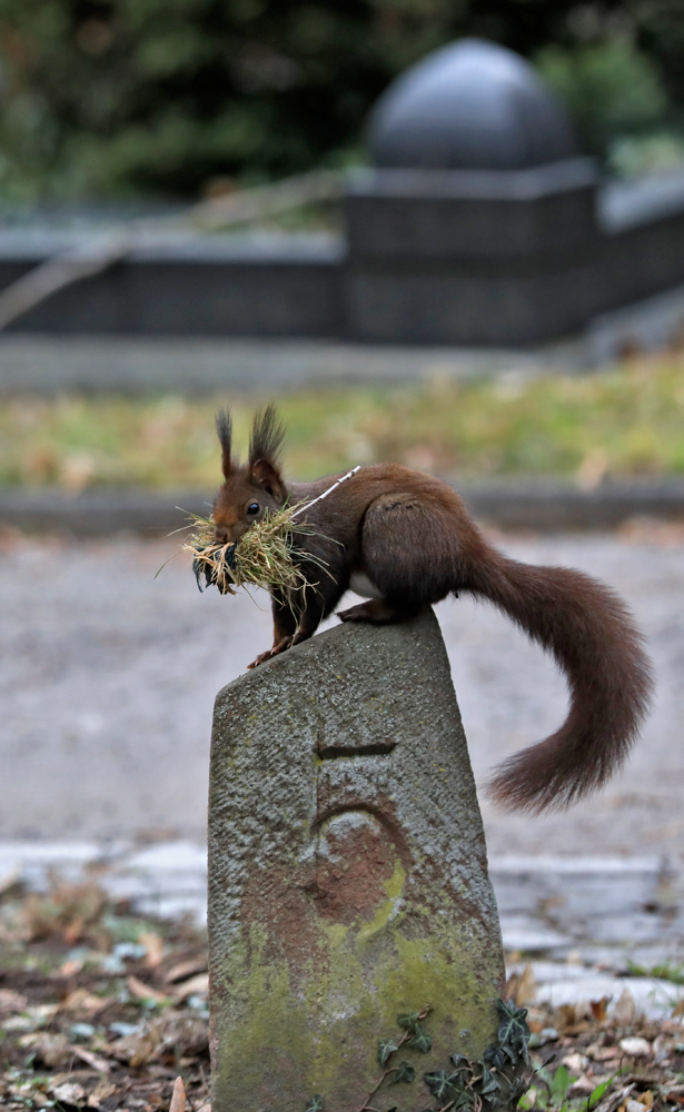 Eichhörnchen 2017 #04 Nestbau