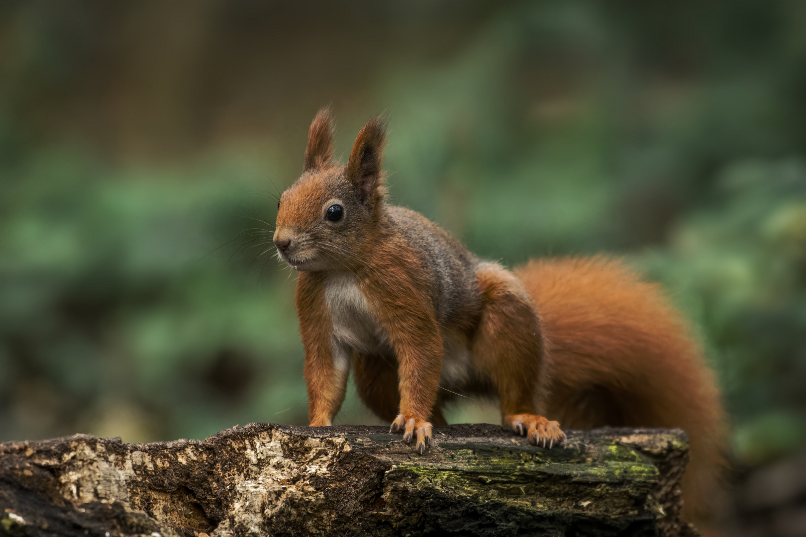 Eichhörnchen