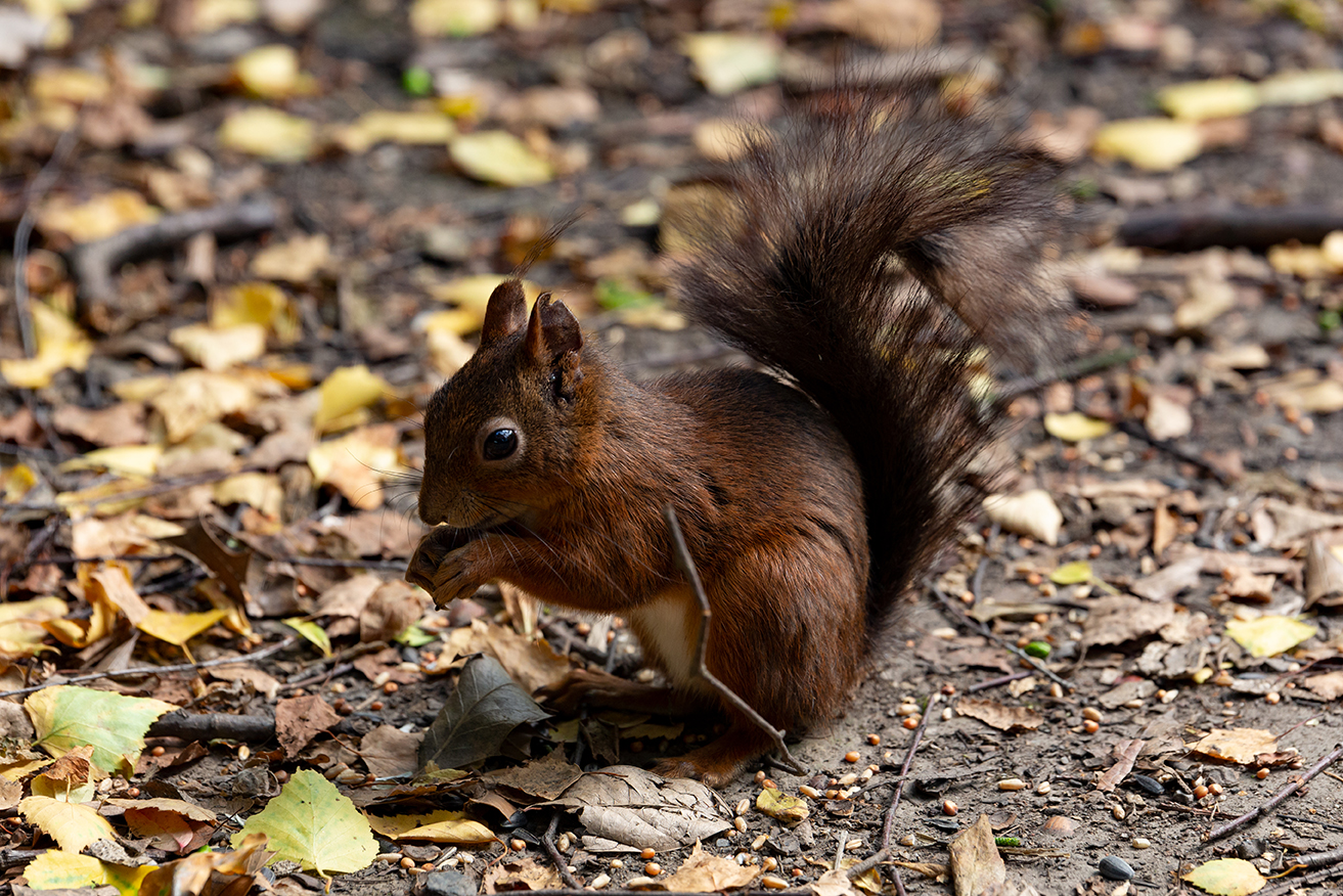 Eichhörnchen