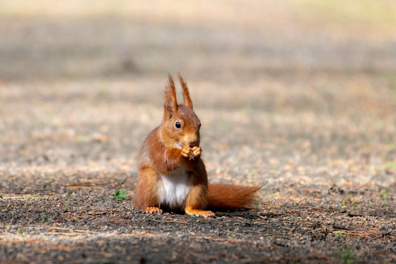 Eichhörnchen 2020