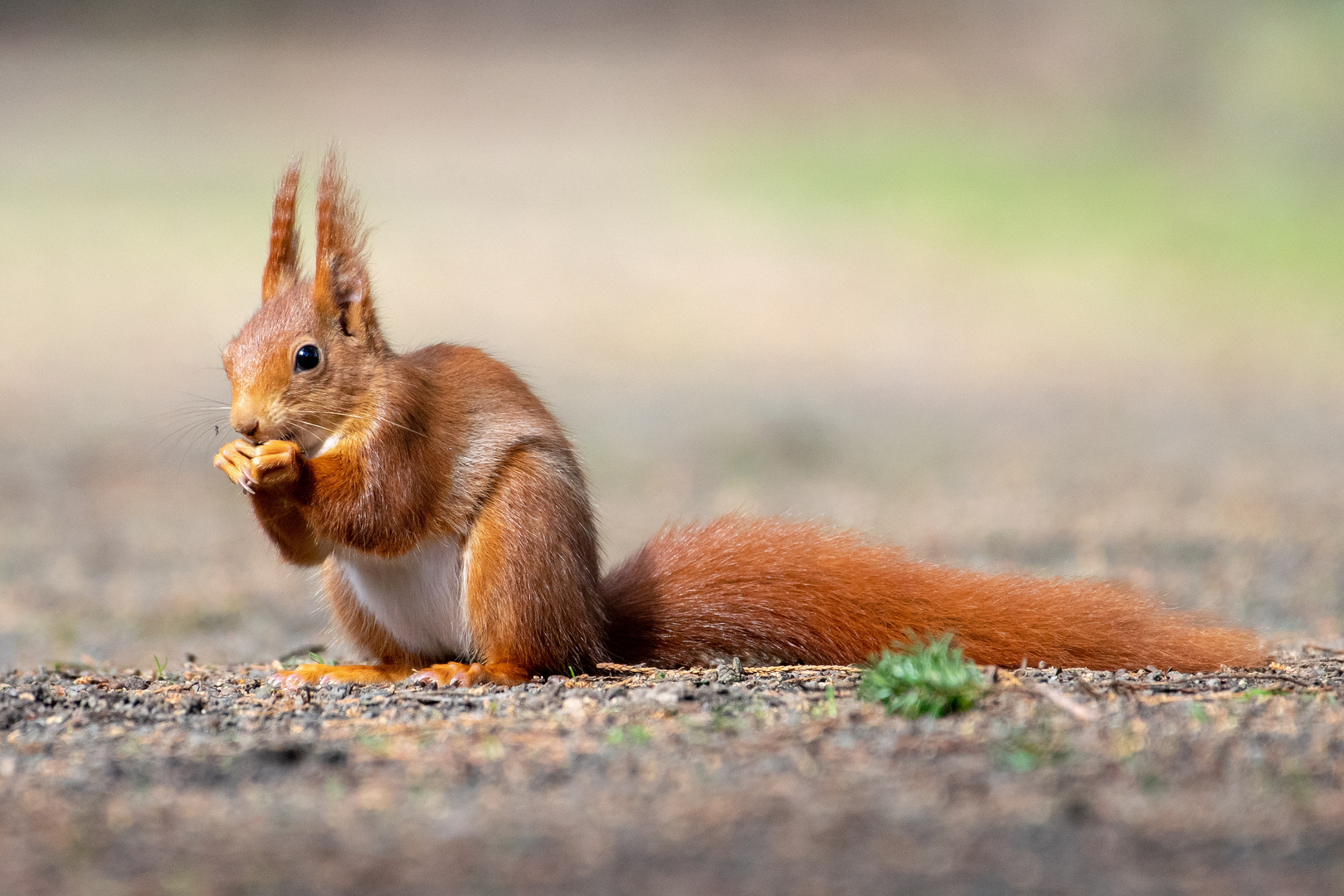 Eichhörnchen 2020