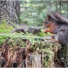 Eichhörnchen 2023-05-12  auf Baumstumpf