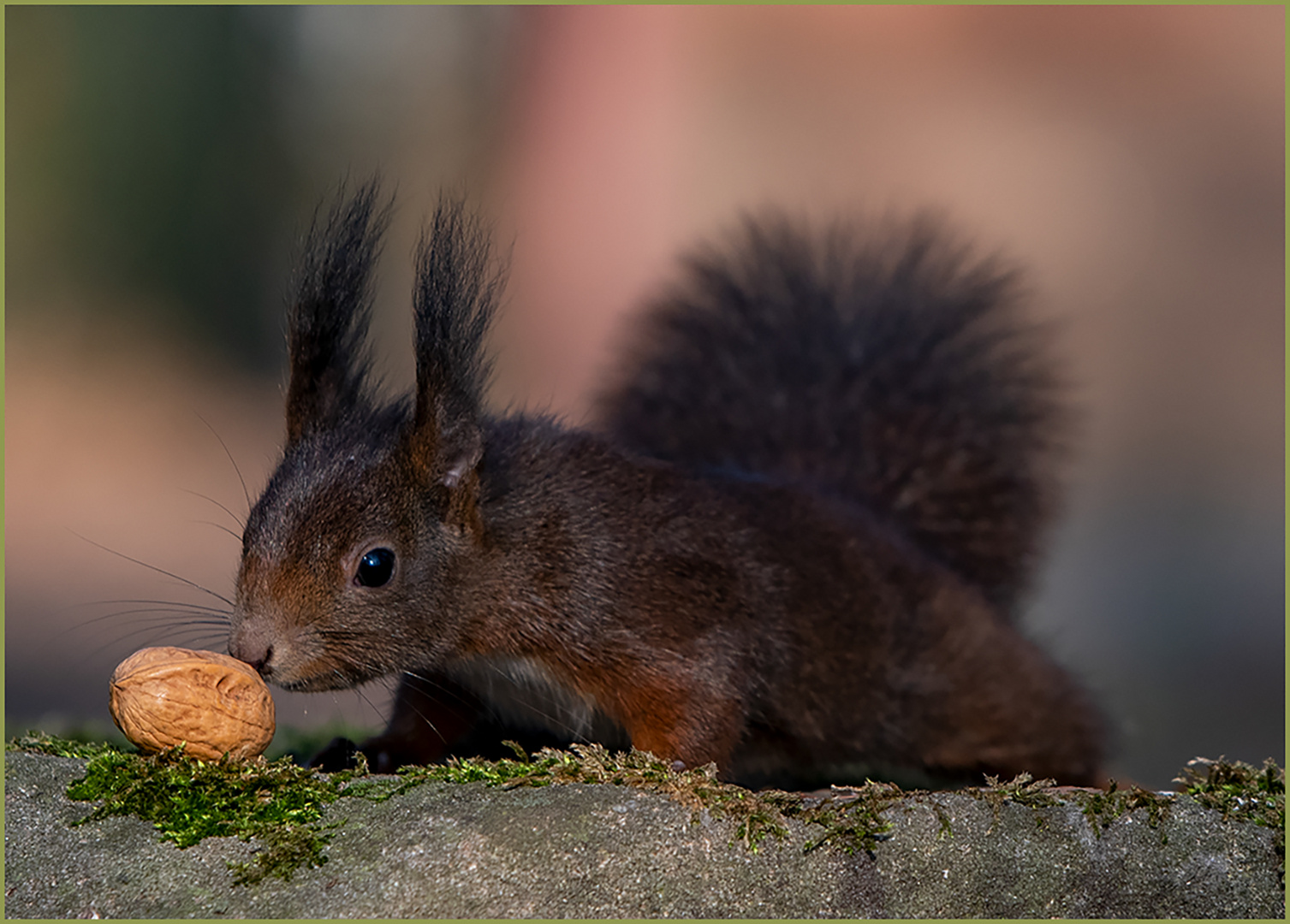 Eichhörnchen