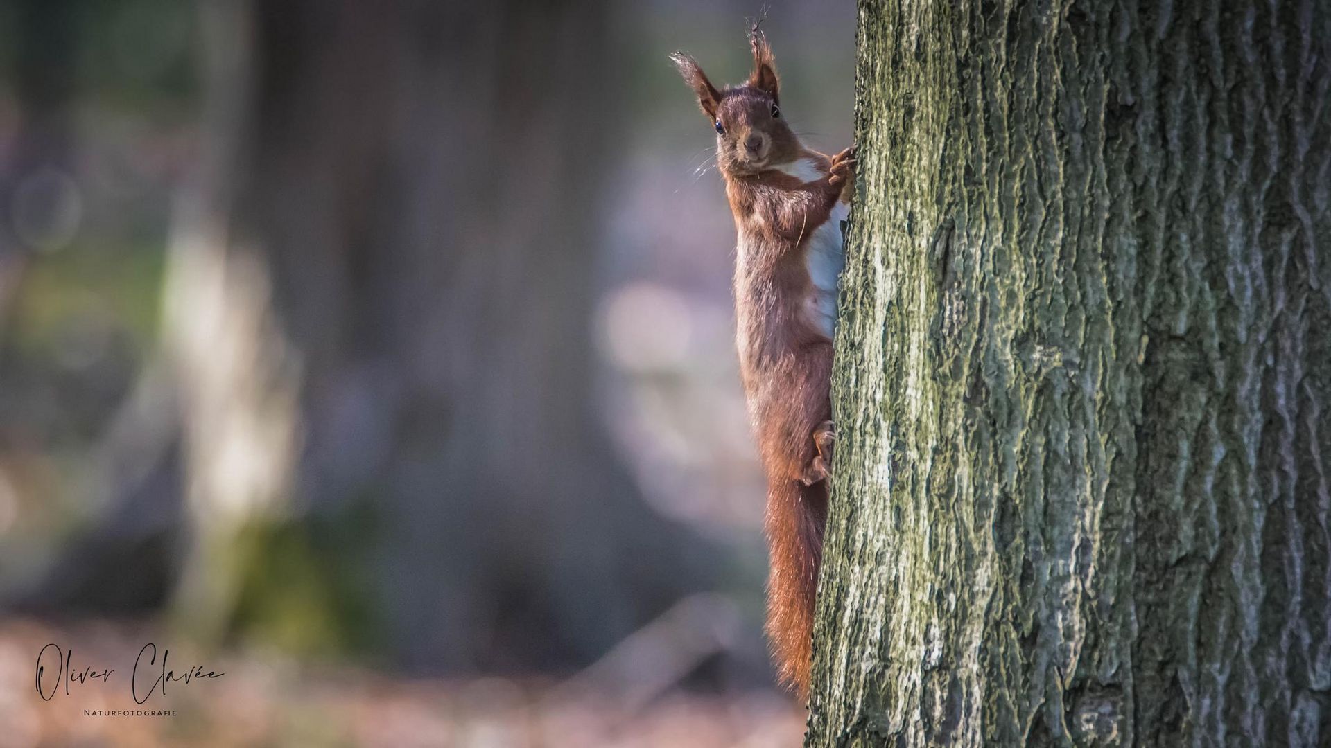 Eichhörnchen