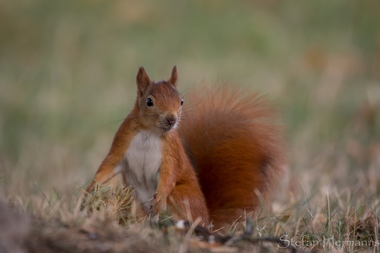 Eichhörnchen