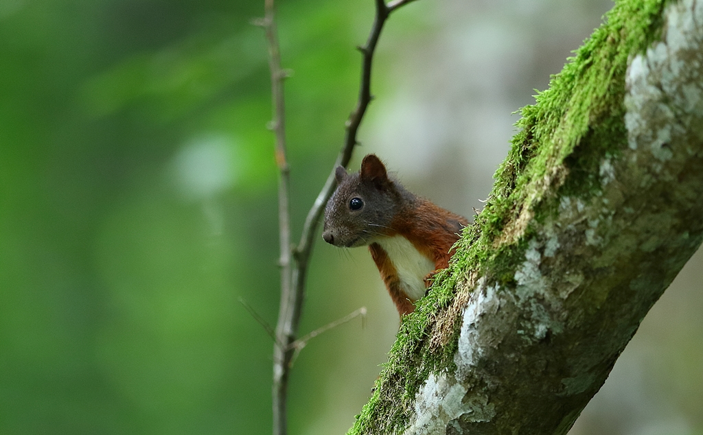 Eichhörnchen