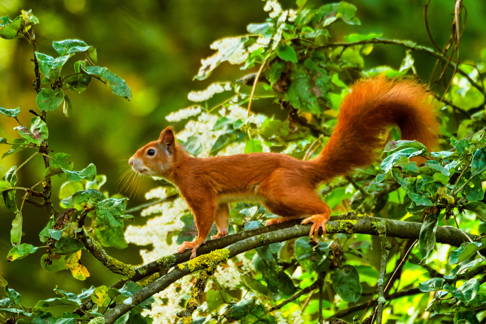 Eichhörnchen 