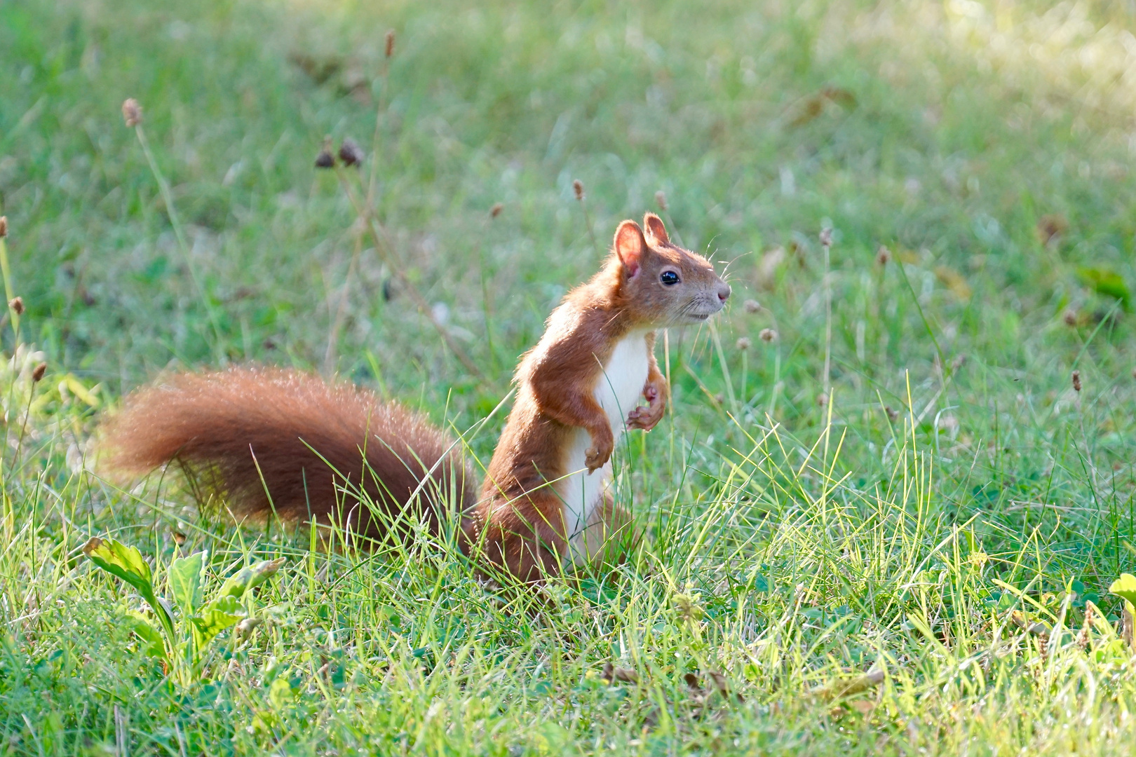 Eichhörnchen