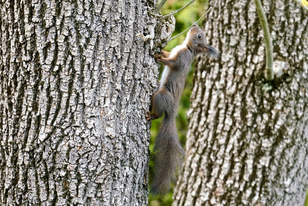 Eichhörnchen