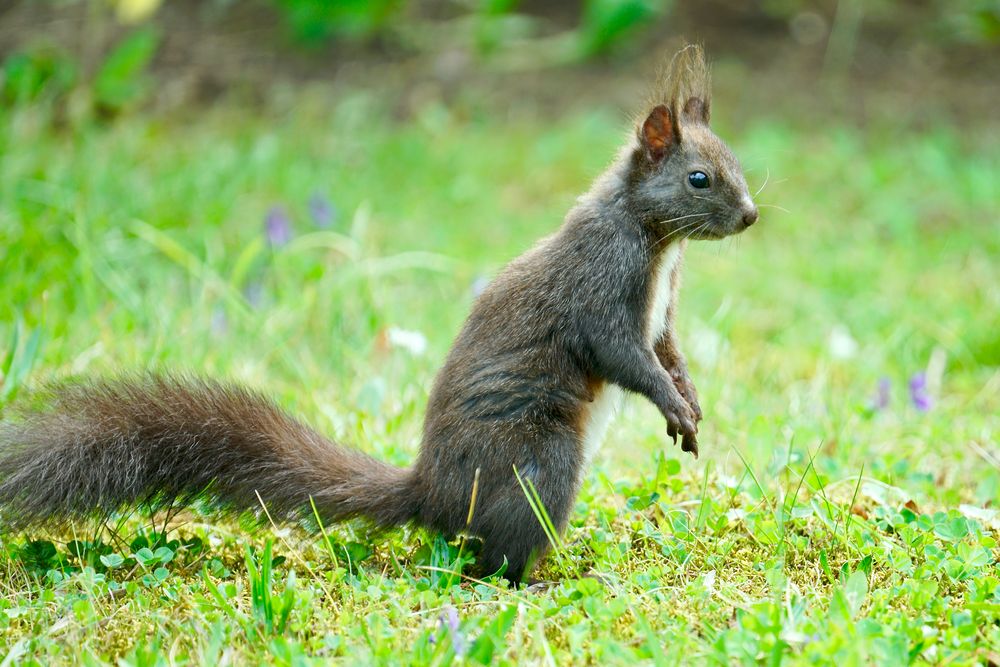 Eichhörnchen..