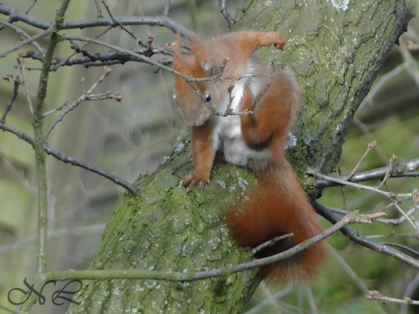 Eichhörnchen